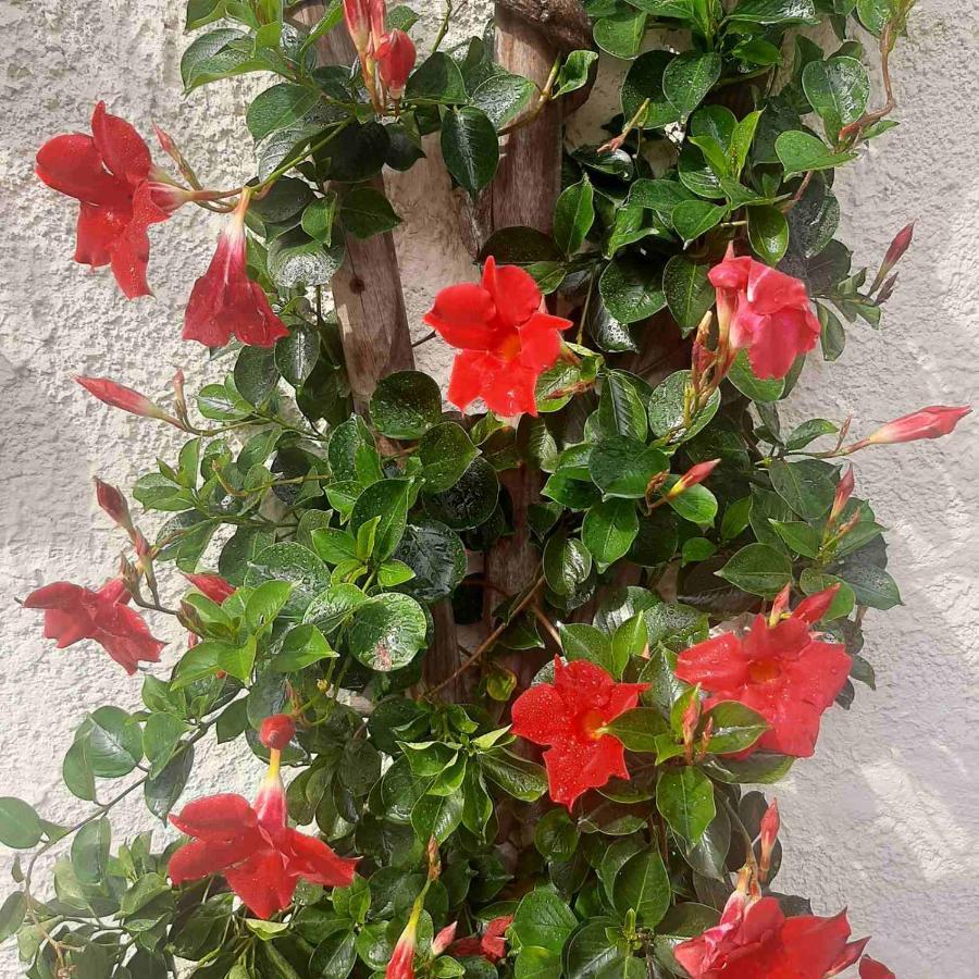 Golden Lion Bed & Breakfast Bouillon Bagian luar foto